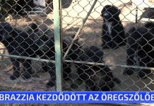 Ebrazzia kezdődött az Öregszőlőben
