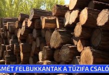 Ismét felbukkantak a tüzifa csalók
