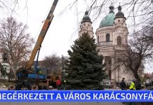 Megérkezett a város karácsonyfája