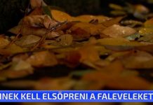Kinek kell elsöpreni a faleveleket?