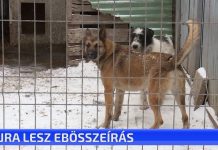 Újra lesz ebösszeírás