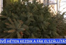 Hétfőtől szállítják el a fenyőfákat