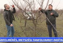 Kárfelmérés, metszési tanfolyamot indítanak