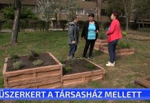 Fűszerkert a társasház mellett