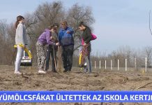 Gyümölcsfákat ültettek az iskola kertjébe