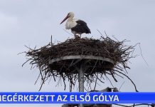 Megérkezett az első gólya