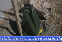 Öntözőzsákokkal segítik a facsemetéket