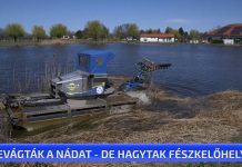 Levágták a nádat – de hagytak fészkelőhelyet