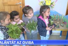 Palánta az oviba