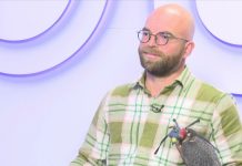 A városi madárürülék okozta gondokról és azok kezeléséről – Sipos Mihály solymász