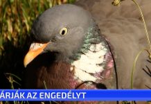 Várják az engedélyt